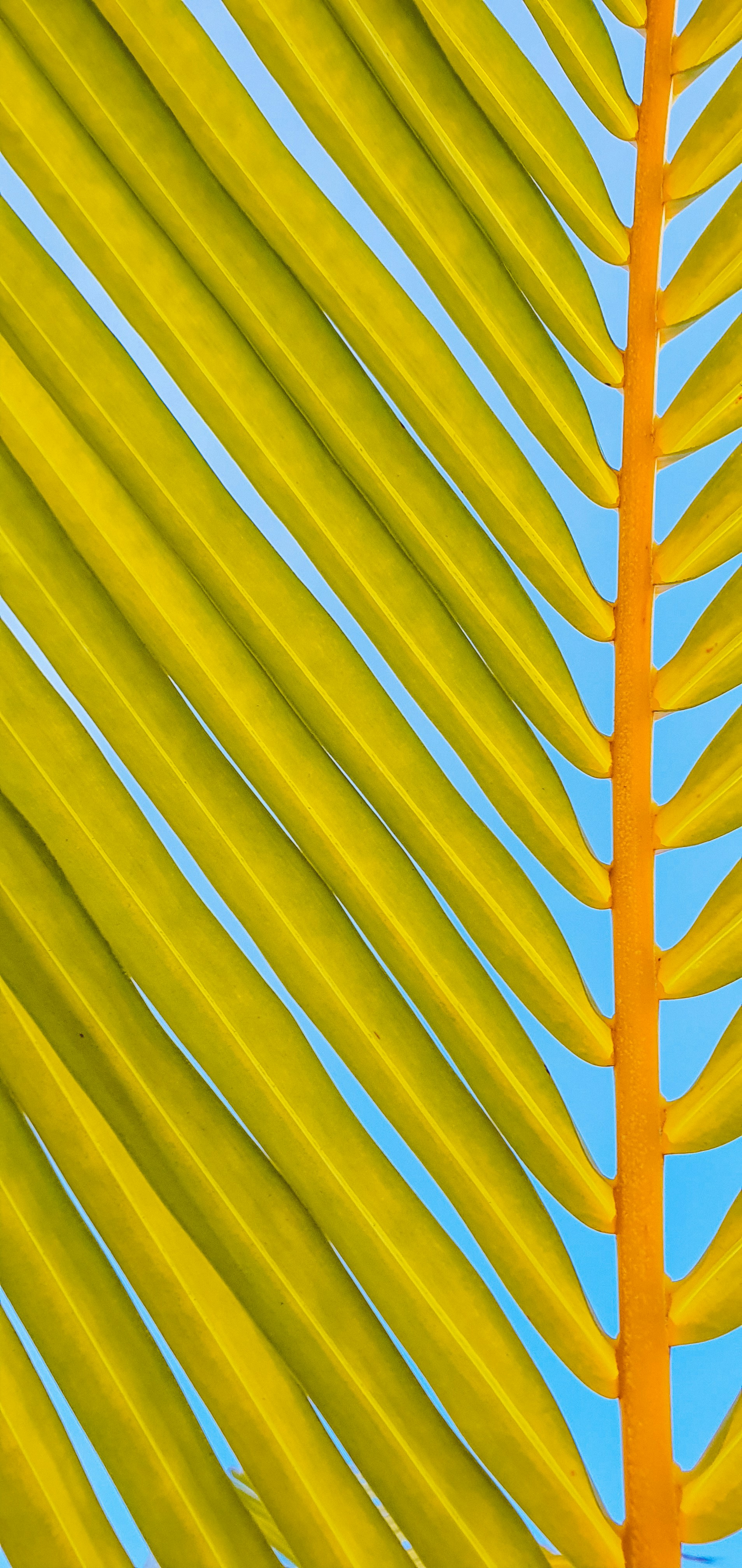 yellow-banana-leaf-in-close-up-photography-photo-free-maldive-islands