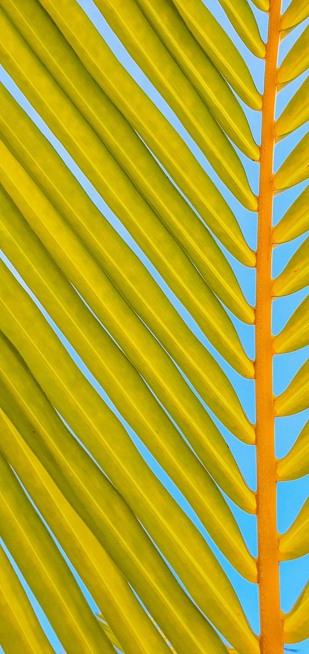 yellow banana leaf in close up photography
