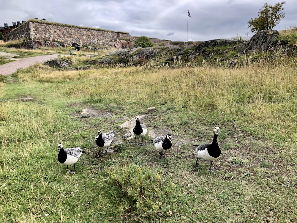 black and white birds on green grass field during daytime