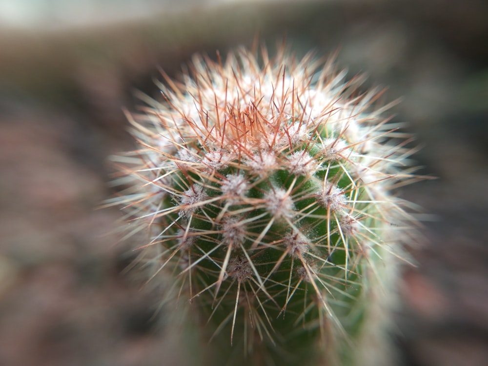 white dandelion in close up photography