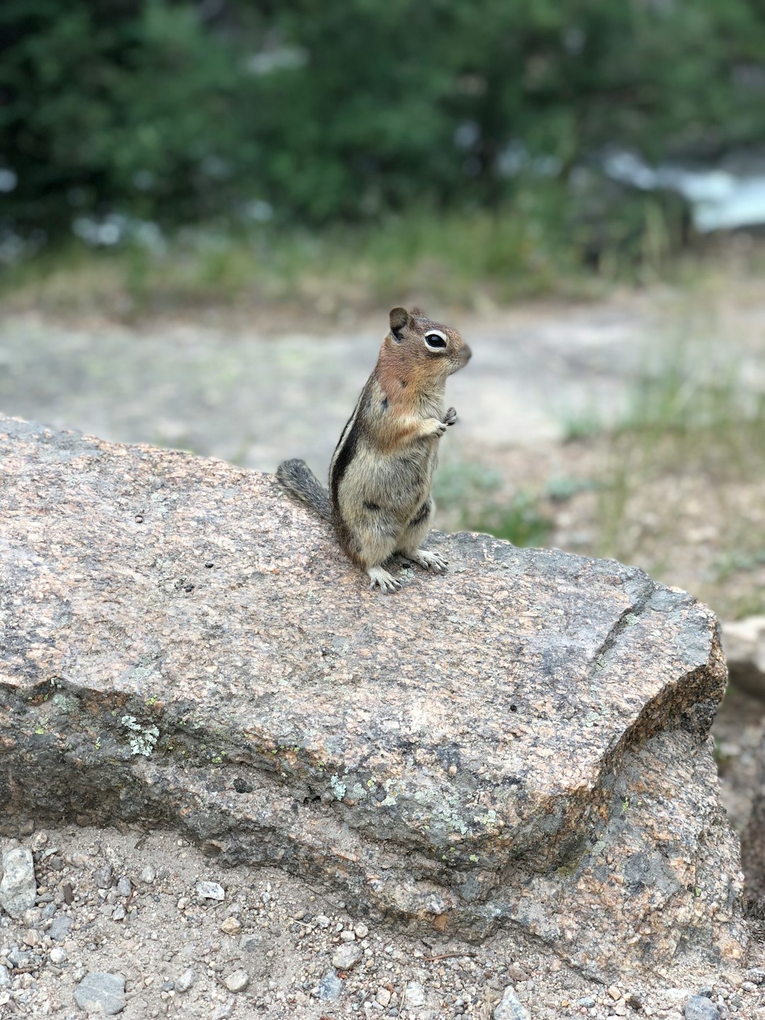 Wildlife photo spot Rocky Mountain National Park Estes Park