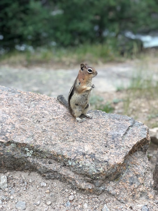 brown squirrel on brown rock during daytime in Rocky Mountain National Park United States