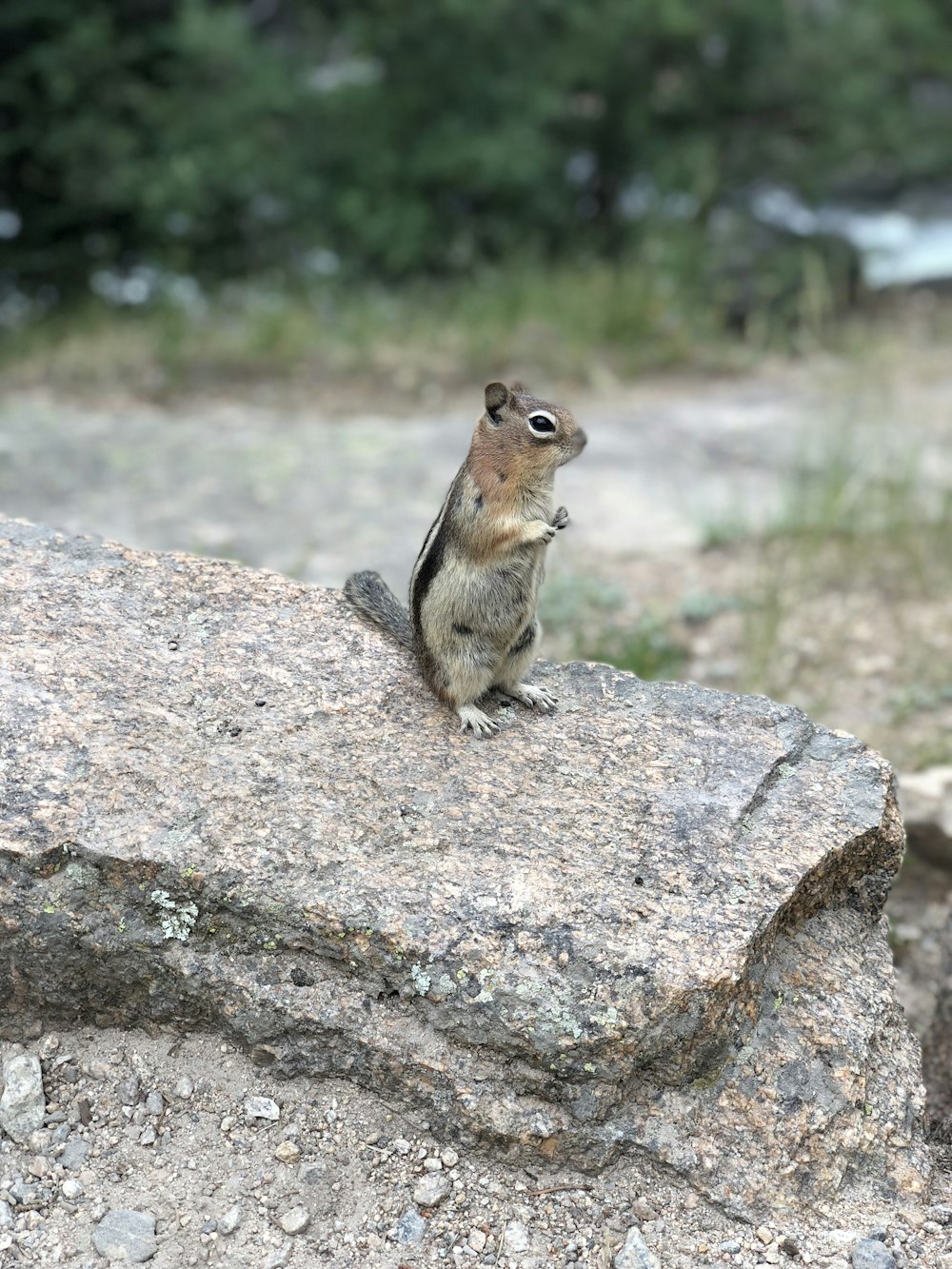 brown squirrel on brown rock during daytime