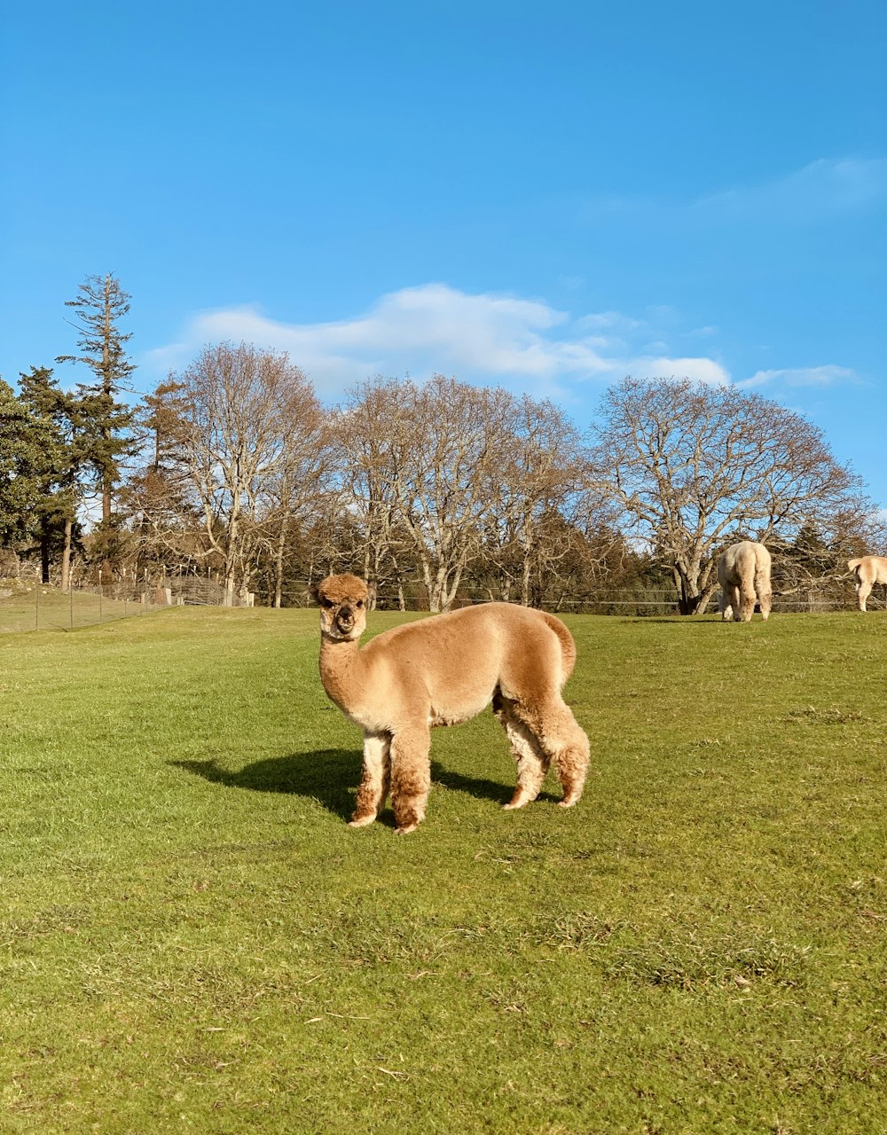 brown elephant on green grass field during daytime