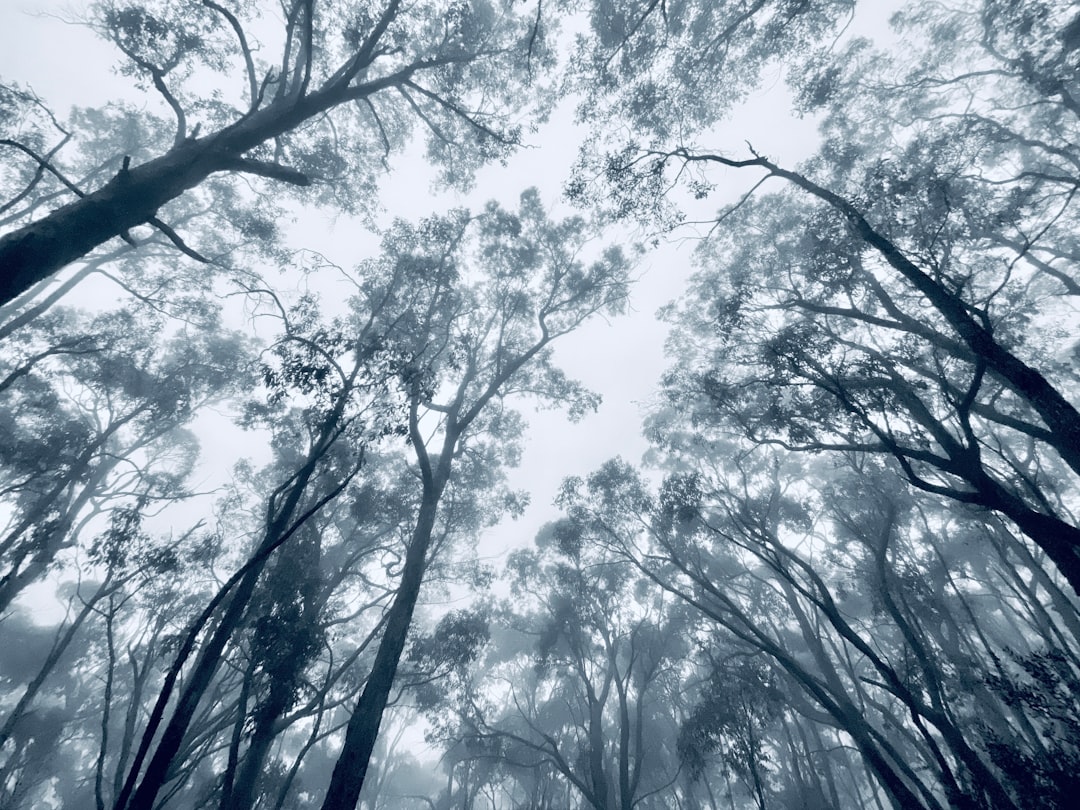 Forest photo spot Mount Lofty Stirling