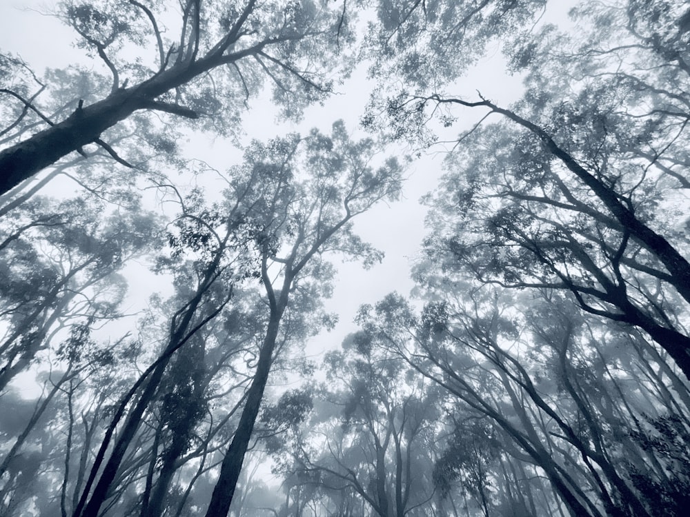 low angle photography of trees during daytime