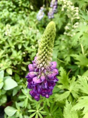 A single lupine flower with vibrant purple petals and a green stalk stands out against a lush, green, leafy background. The flower is in focus, while the background is slightly blurred.