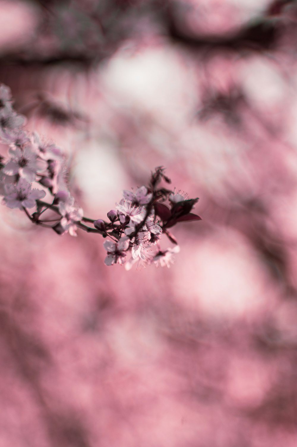 pink and white flower in tilt shift lens