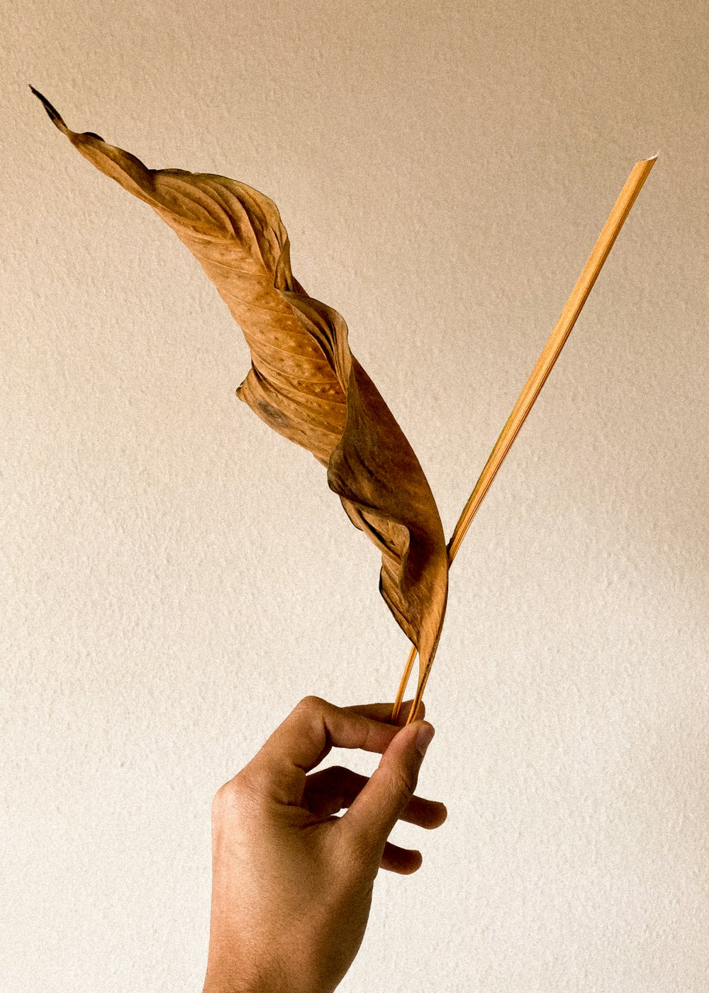 brown feather on white surface