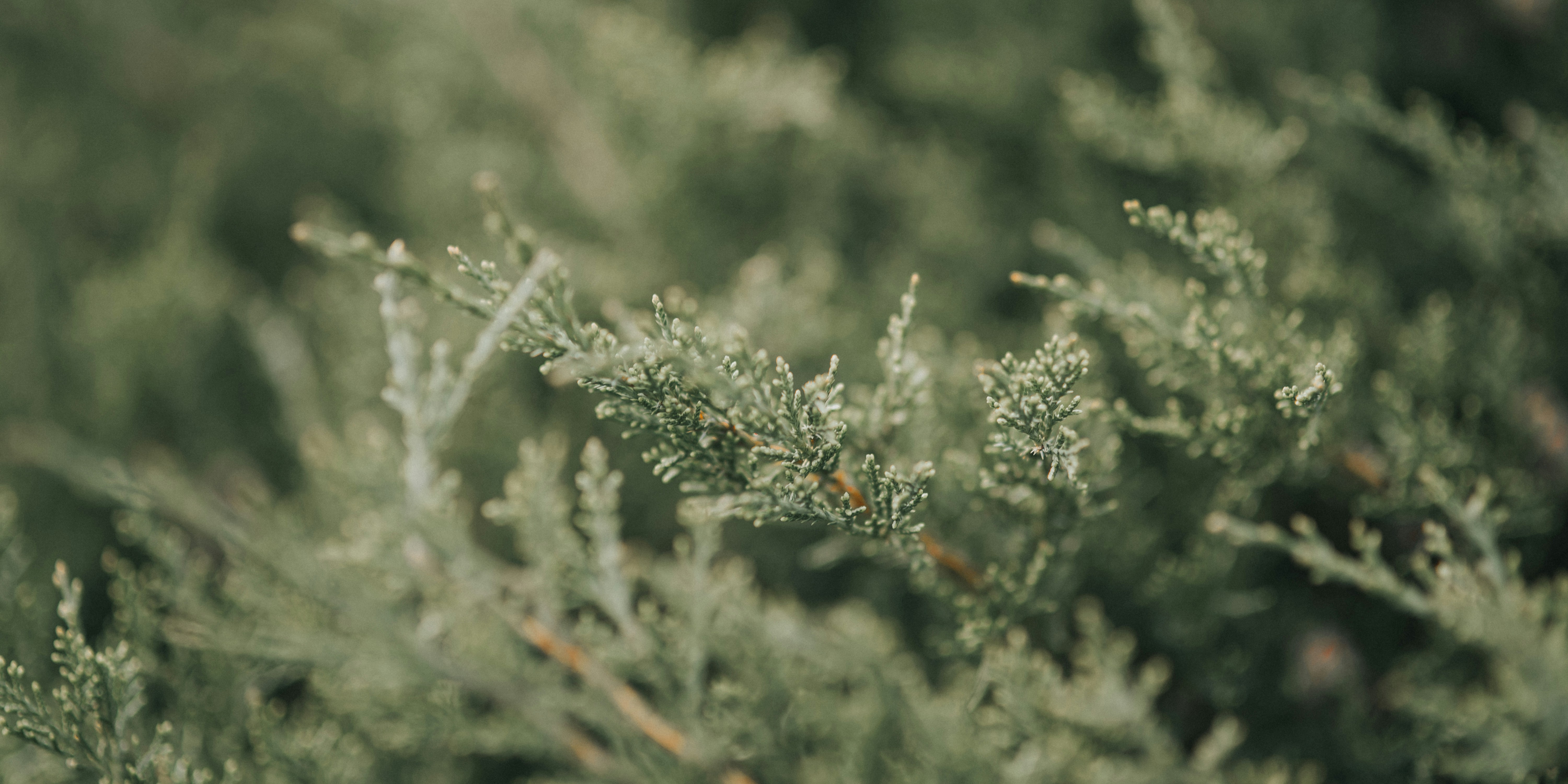 Photo by aftabasghar