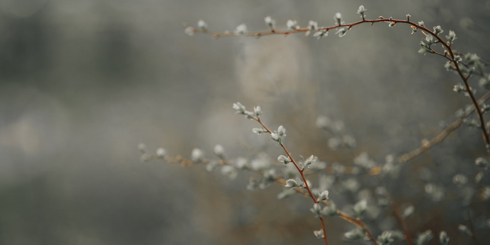 brown tree branch with snow