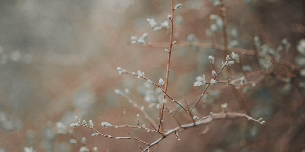 brown tree branch in tilt shift lens