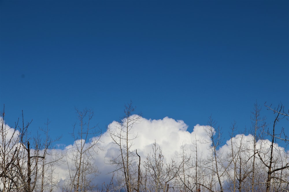 white trees under blue sky during daytime