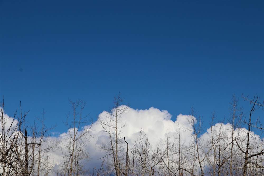 árvores brancas sob o céu azul durante o dia