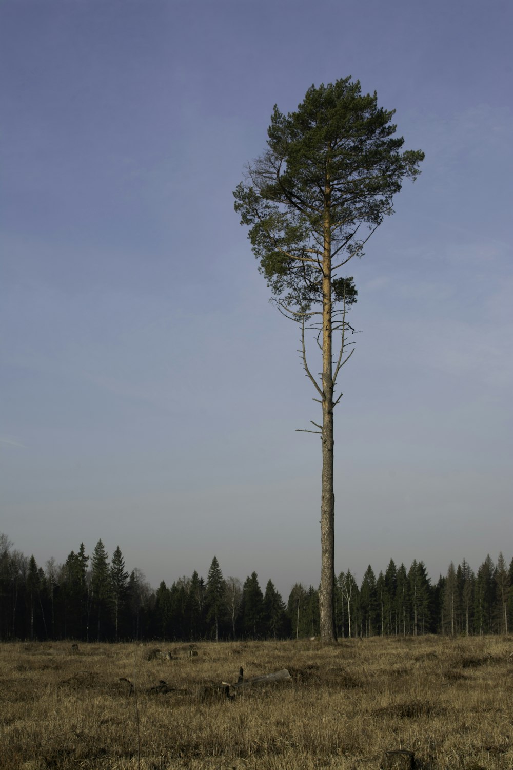 green tree under blue sky during daytime