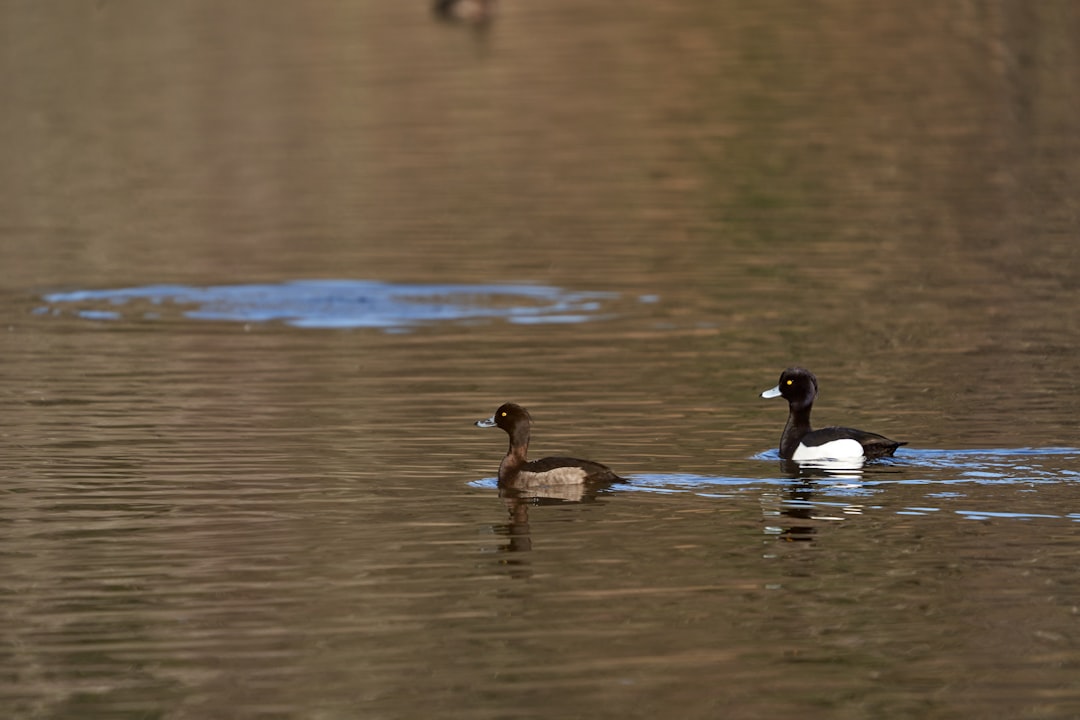 2 brown and white duck on water during daytime