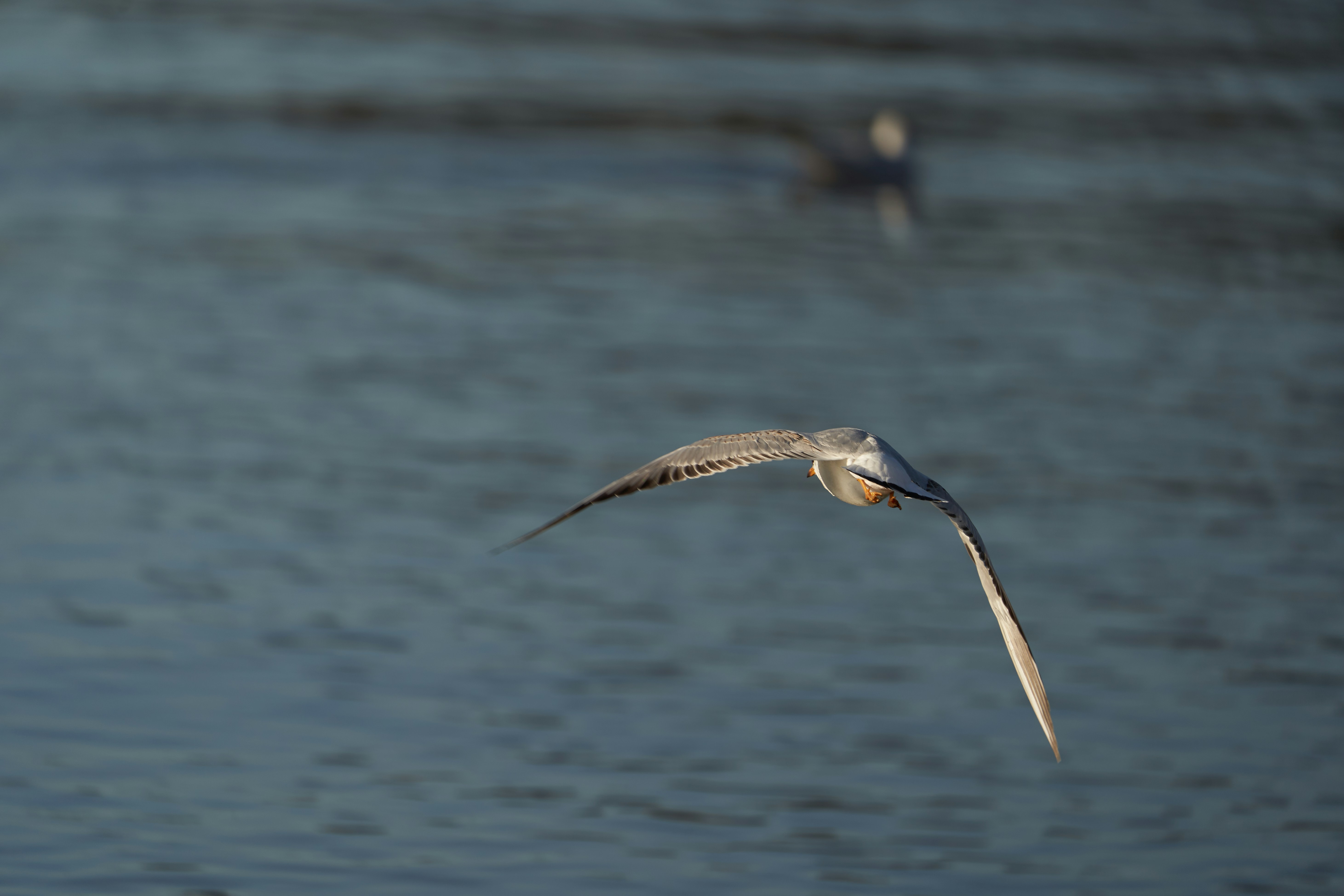 Photo by wolfgang_hasselmann