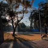 A peaceful sunset over a quiet park where a dog and owner once shared joyful moments.