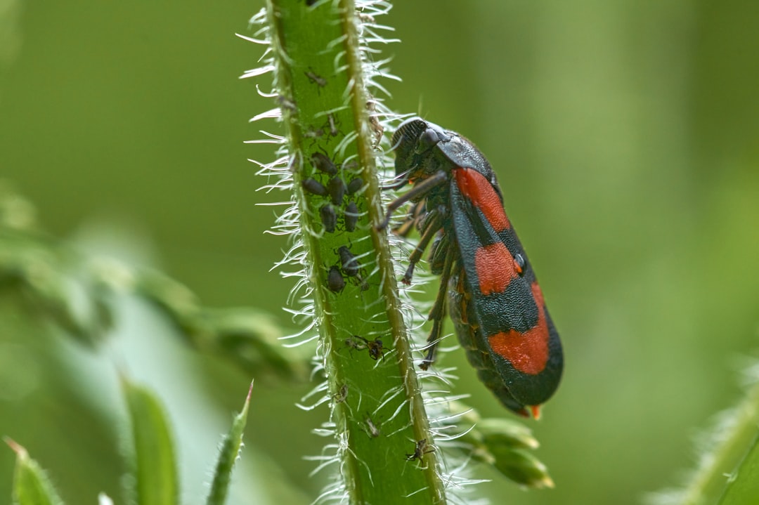 orange and black insect on green plant stem