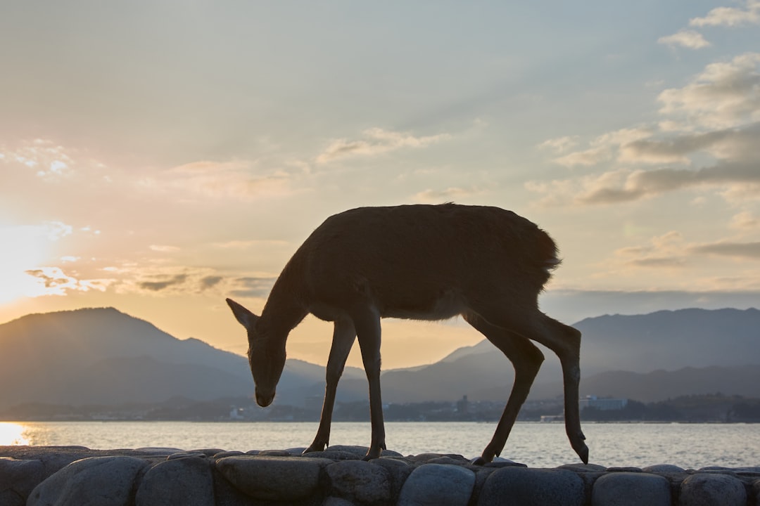 brown deer standing on gray rock during daytime