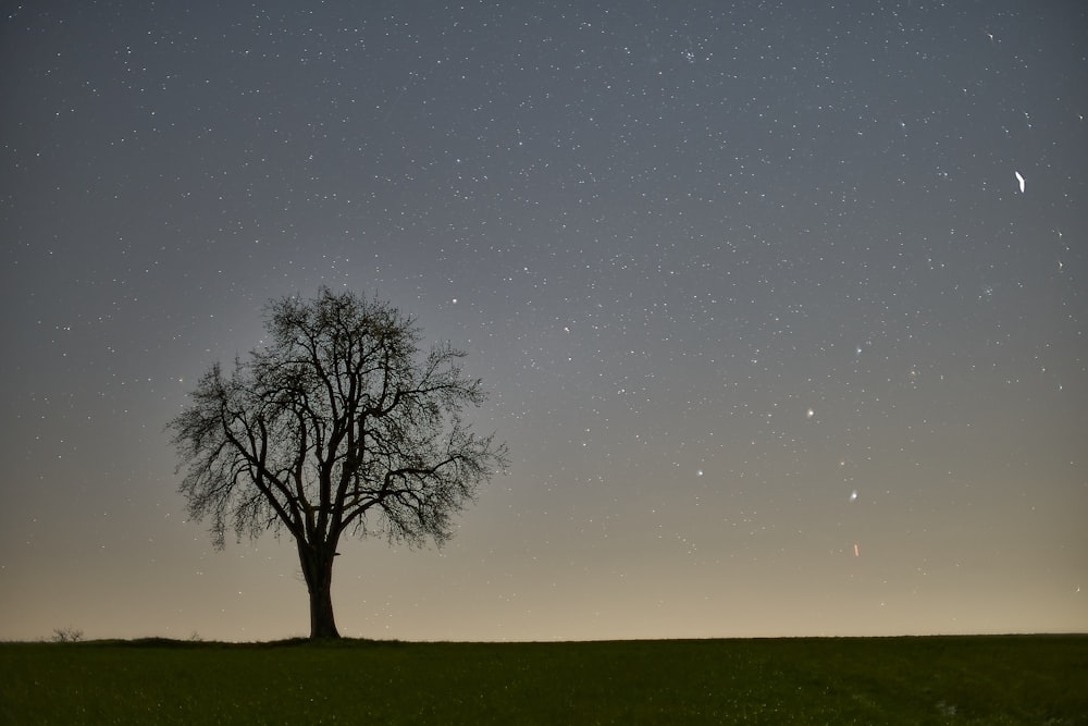 bare tree on green grass field under blue sky during night time