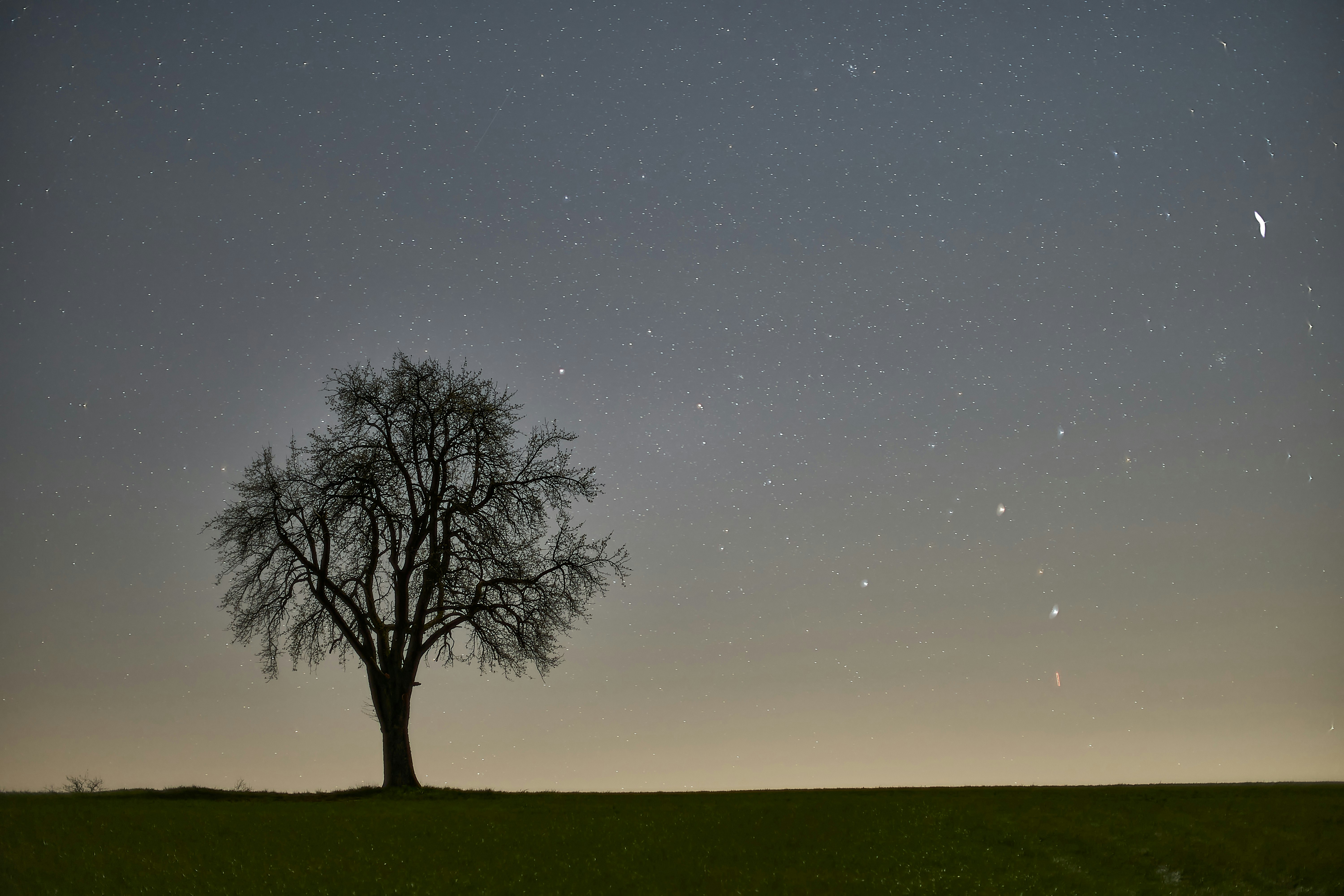 bare tree on green grass field under blue sky during night time