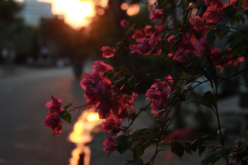 red flowers with green leaves during sunset