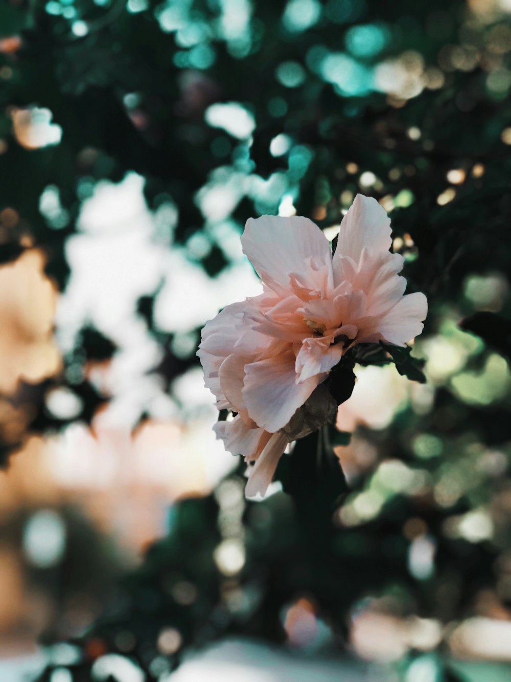 pink flower in tilt shift lens