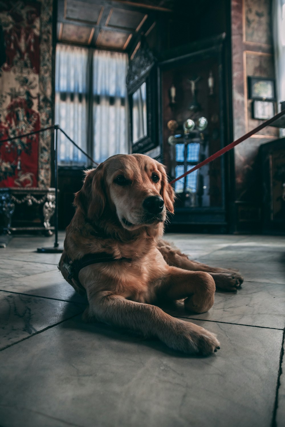 golden retriever lying on floor