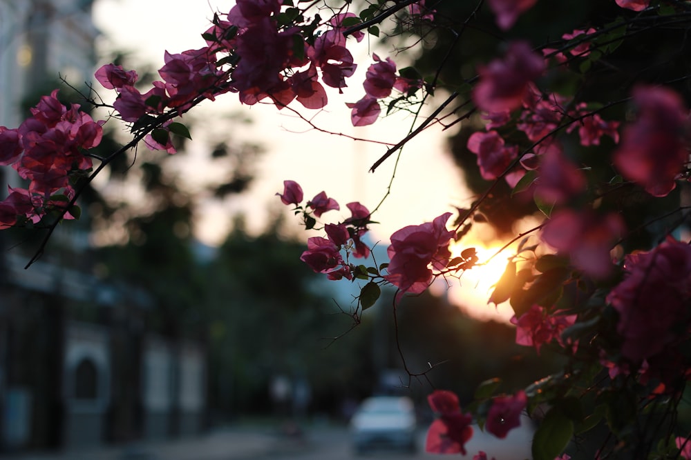 pink and white flowers during sunset