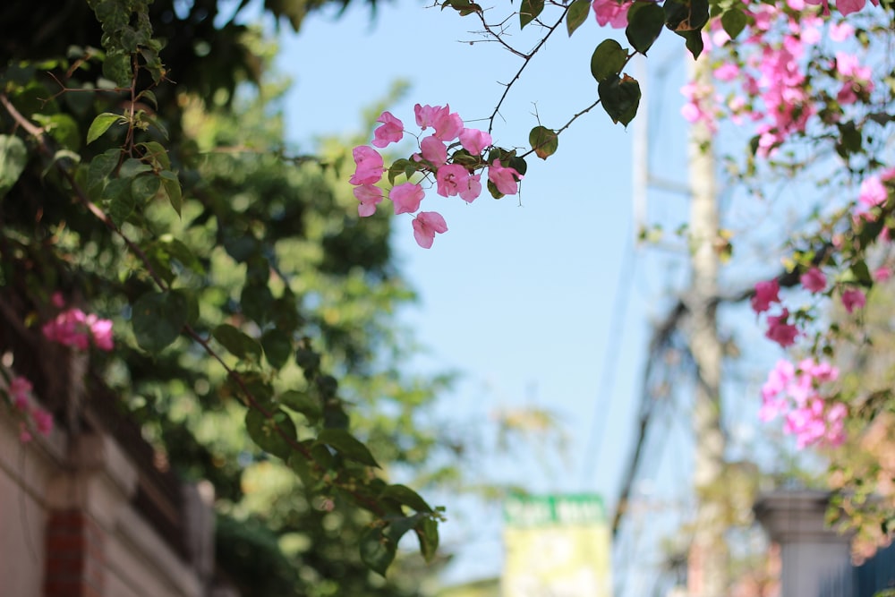 pink flower with green leaves during daytime