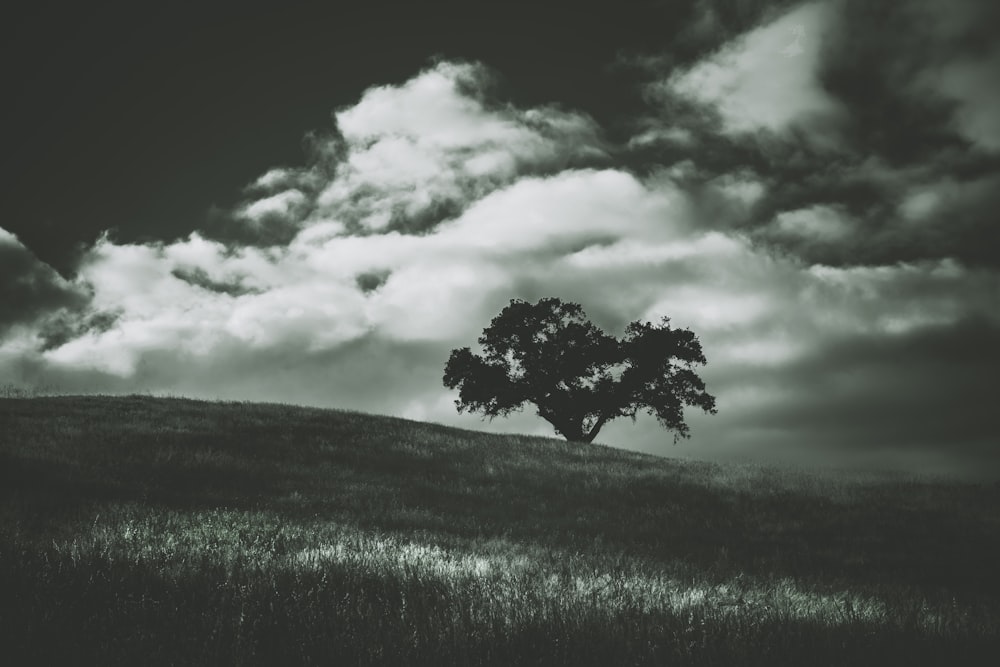 Grünes Grasfeld unter grauen Wolken