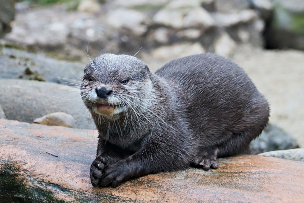 black seal on brown rock