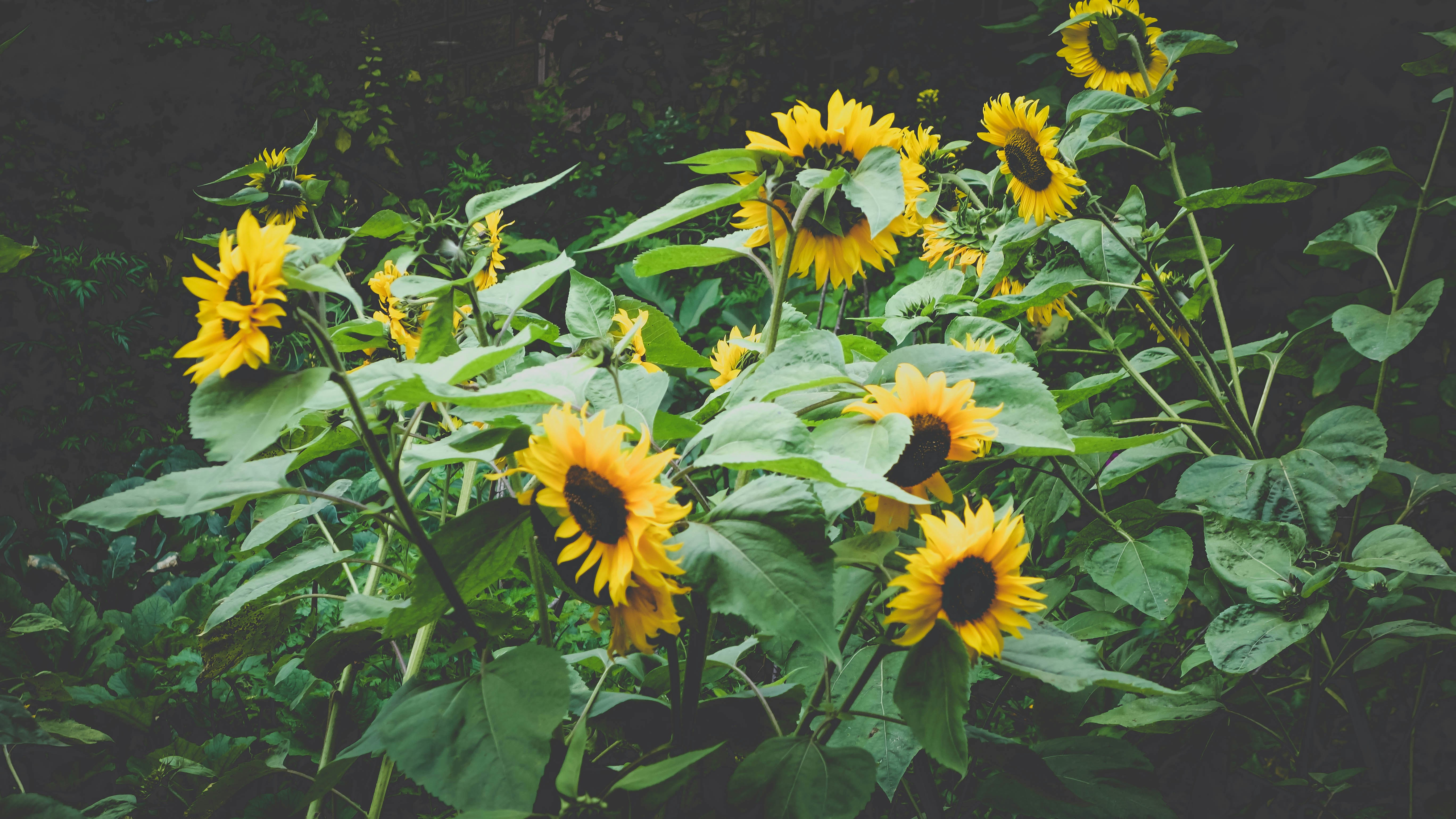 Photo by varunnambiar