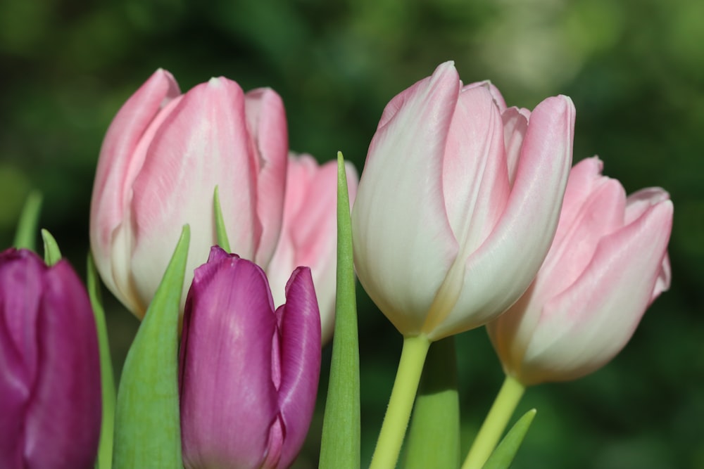 pink and white tulips in bloom during daytime