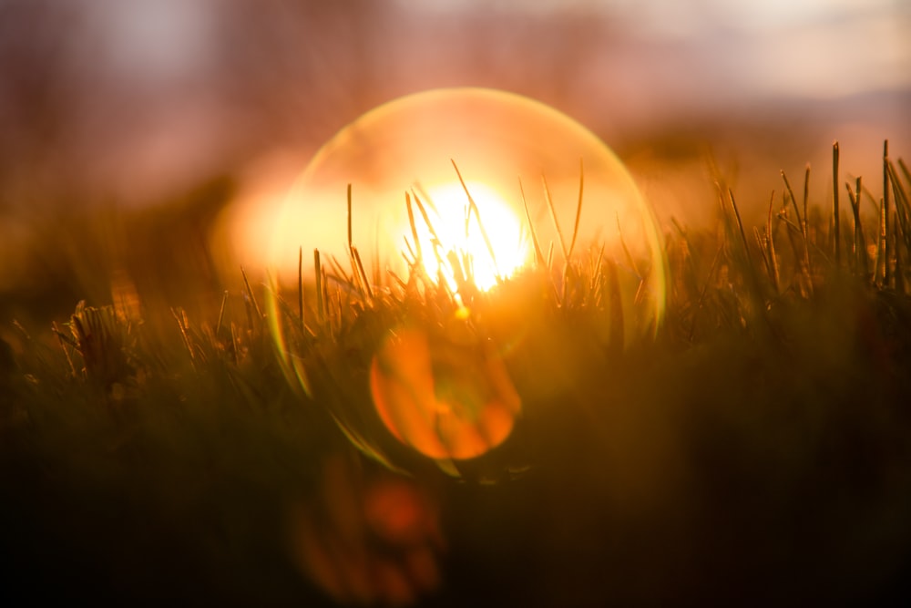 green grass with sun in the distance