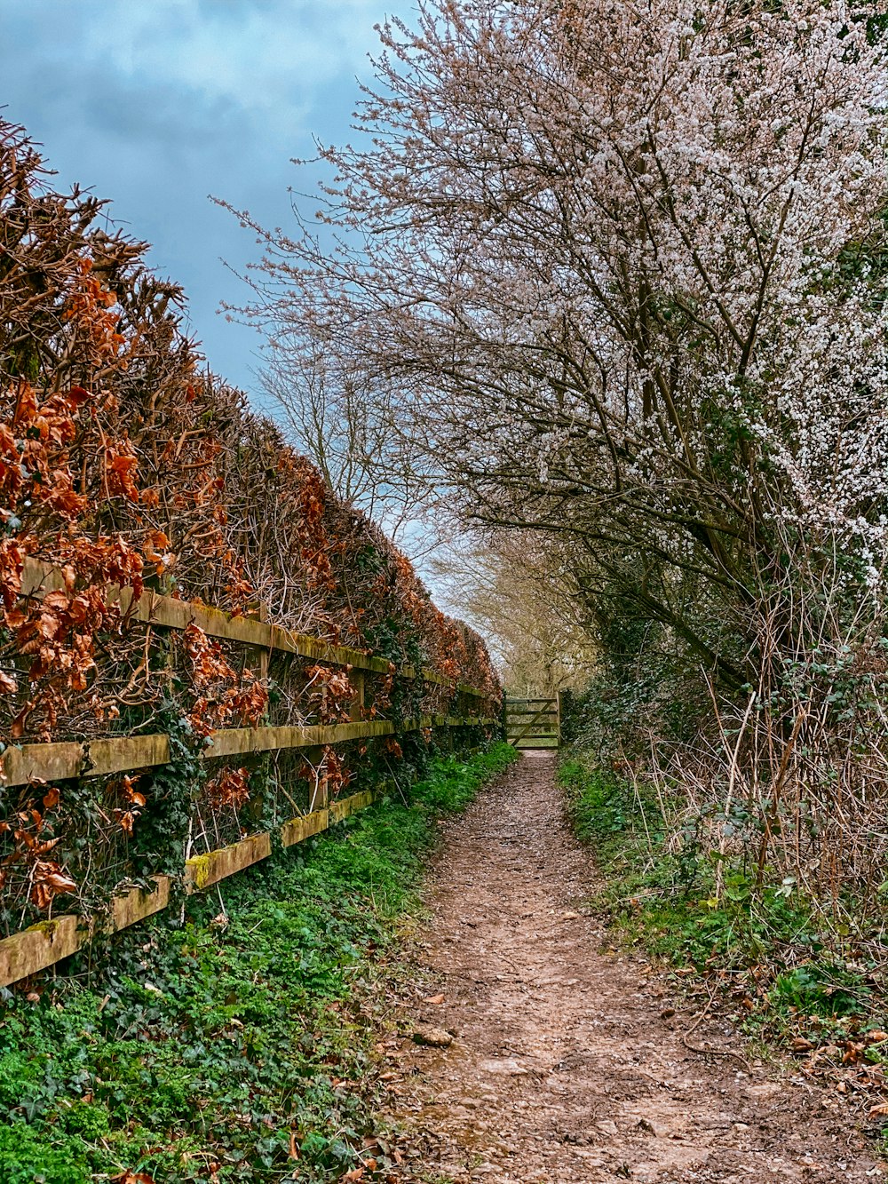 brown wooden fence near red leaf trees during daytime