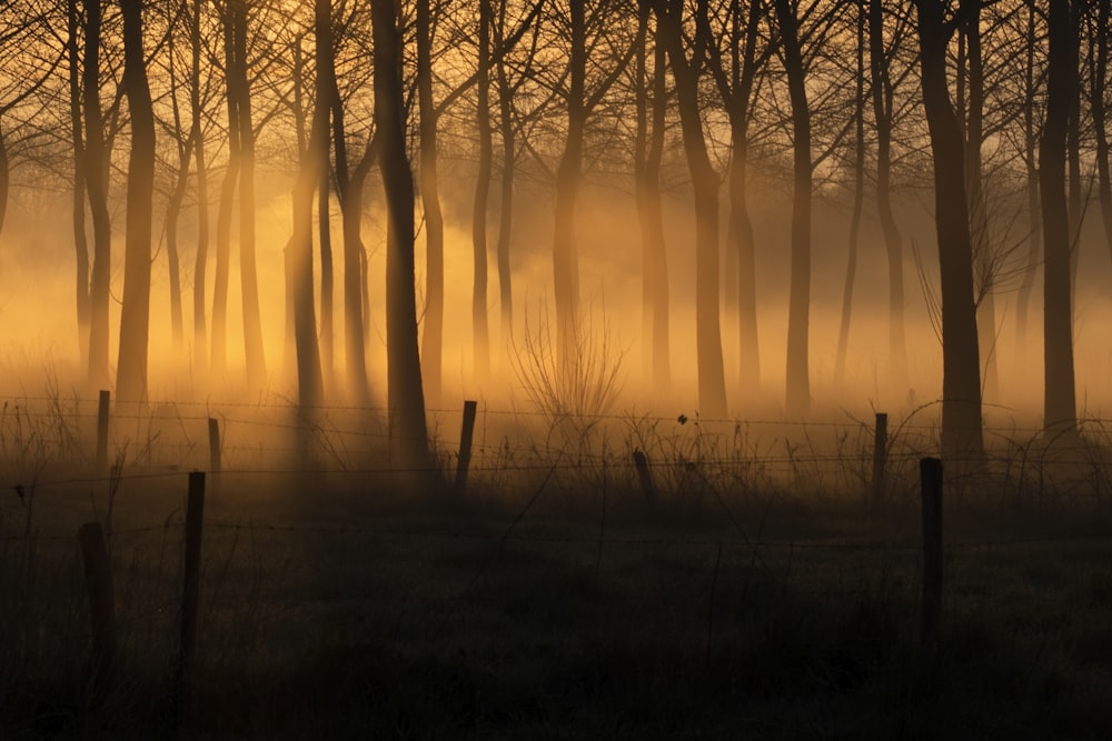 silhouette of trees during sunset