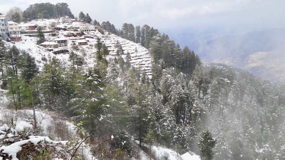 green trees covered with snow during daytime