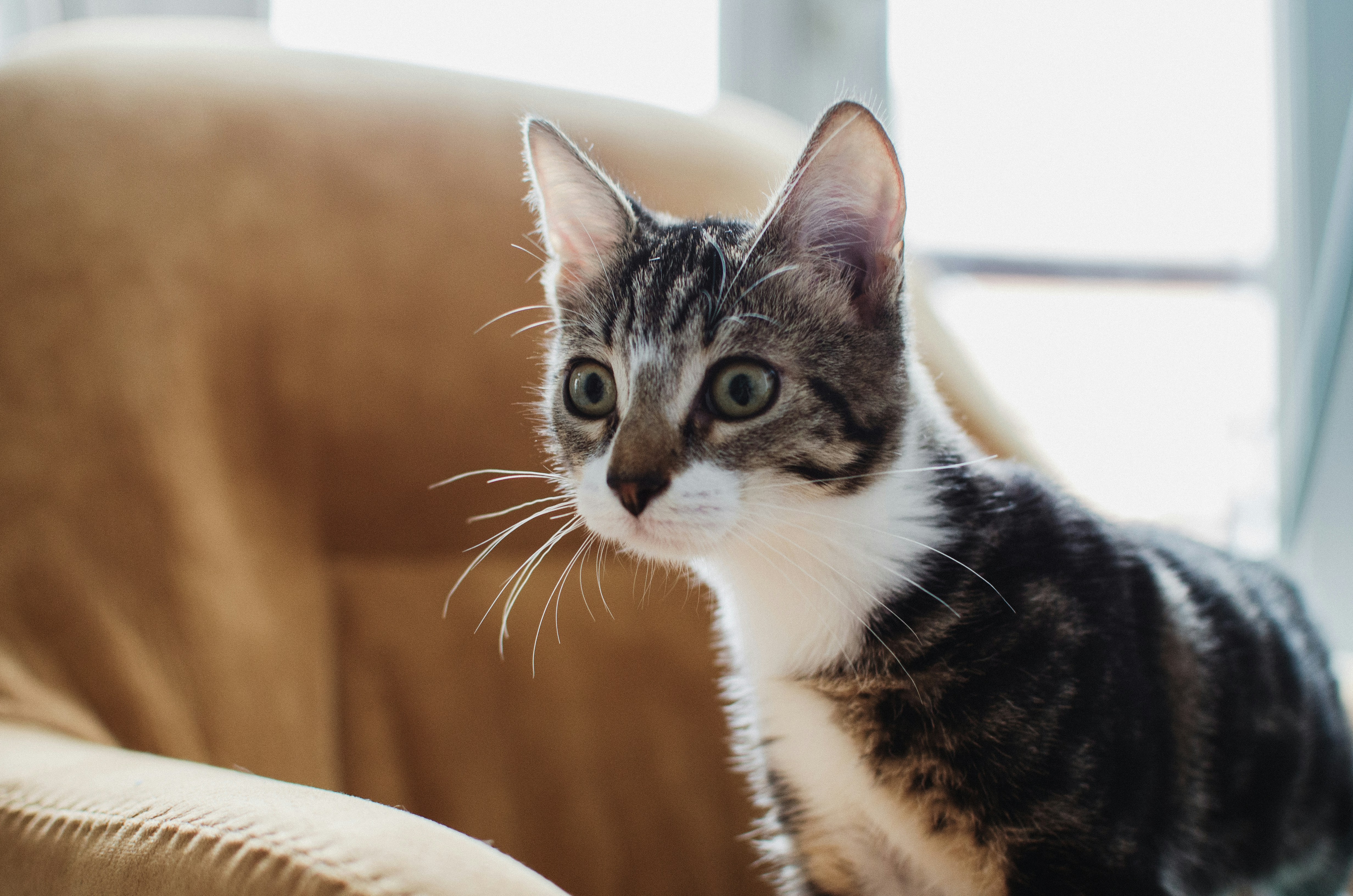 Photo by indianashat