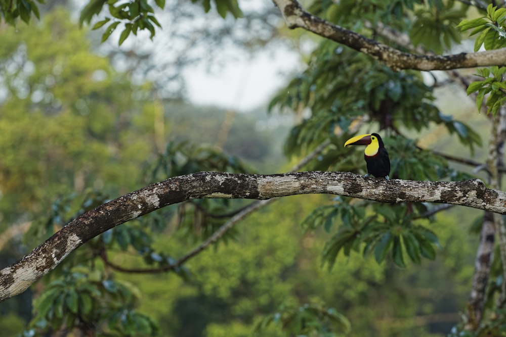 black and yellow bird on tree branch during daytime