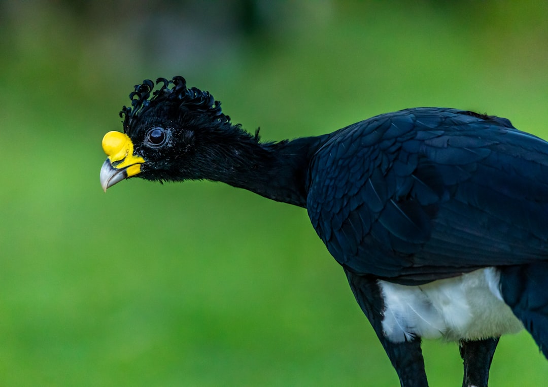 black bird with yellow beak