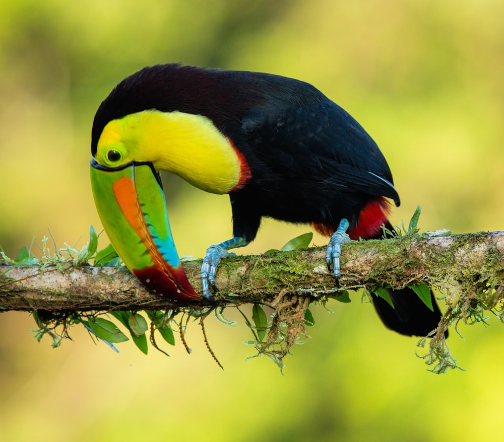 black yellow red and green bird