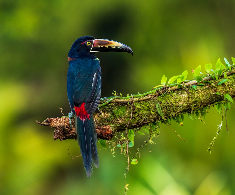 blue and yellow bird on brown tree branch during daytime