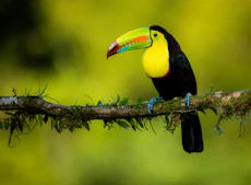 black yellow and red bird on brown tree branch