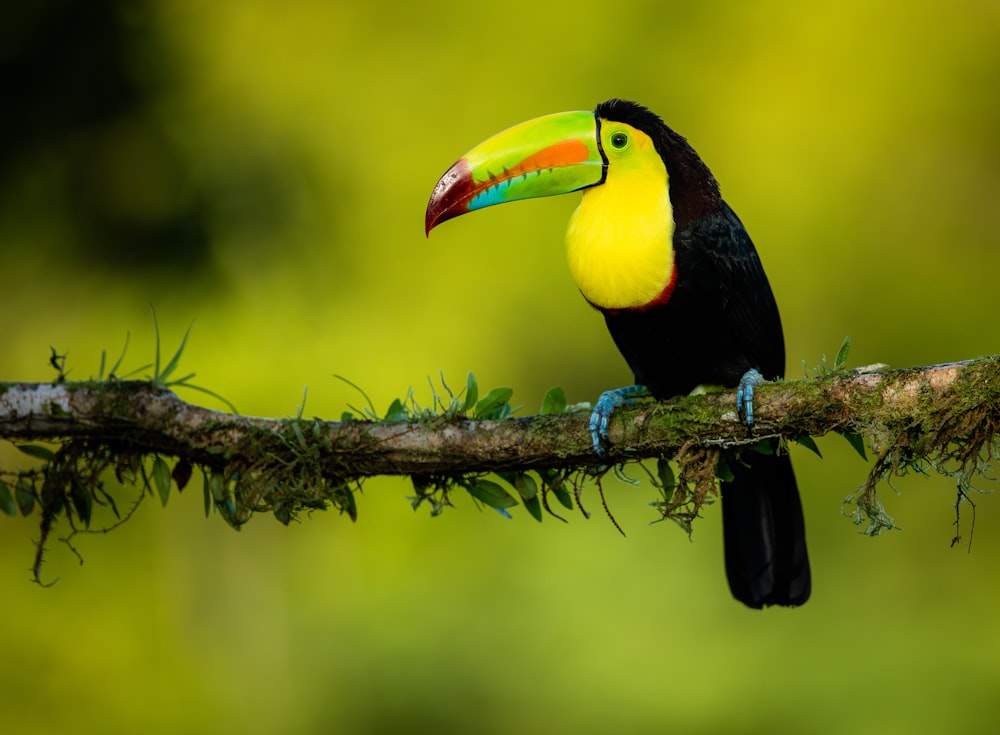 black yellow and red bird on brown tree branch