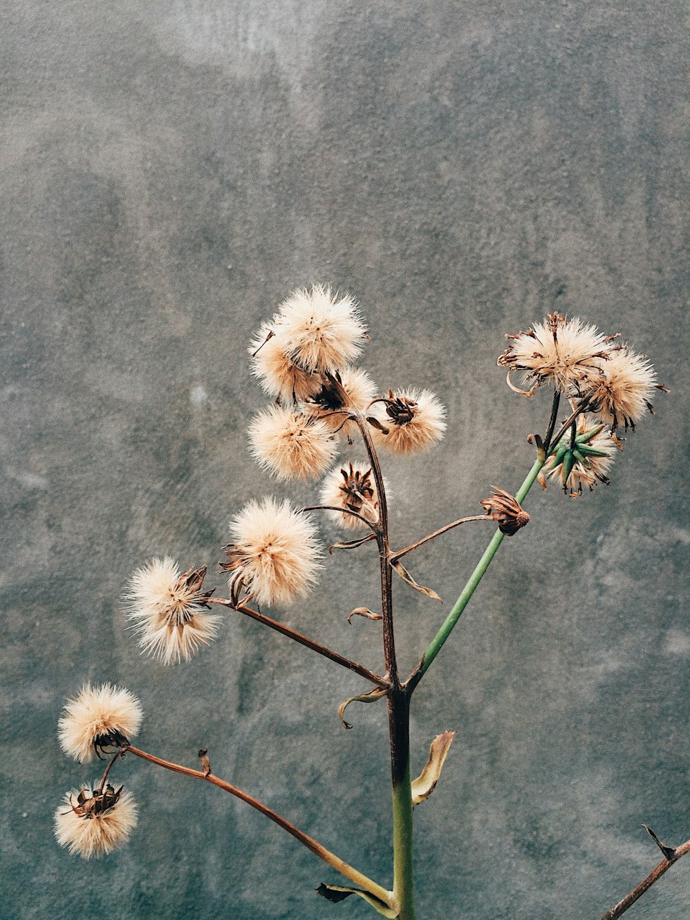 fleurs blanches sur textile gris