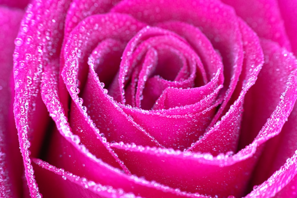 macro photography of purple rose