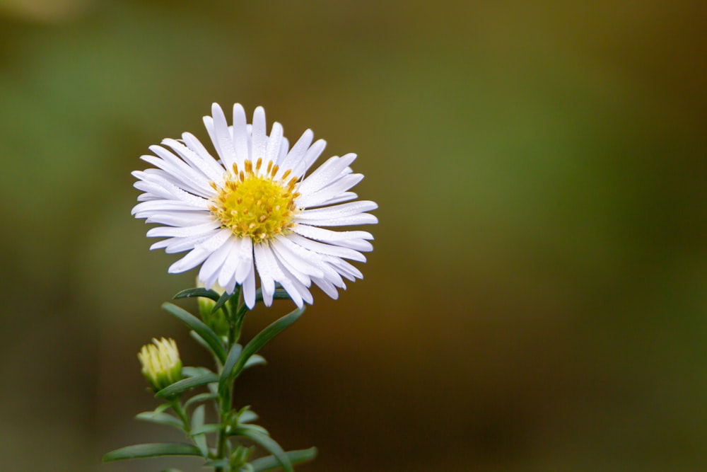 white daisy in bloom during daytime