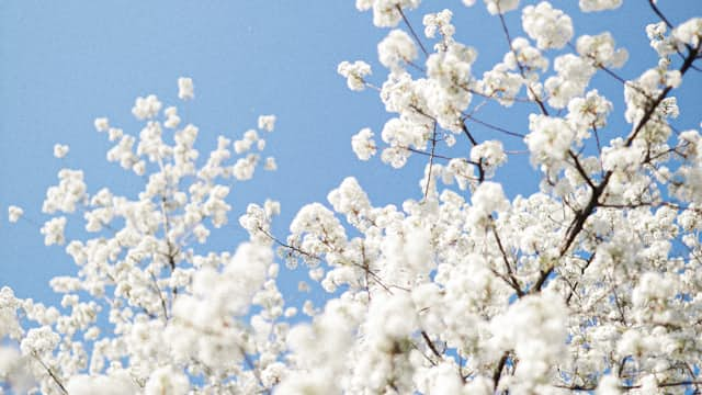 Sakura